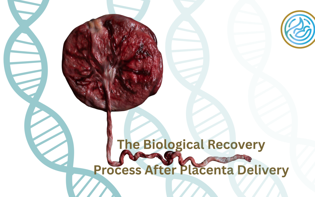 The Biological Recovery Process After Placenta Delivery